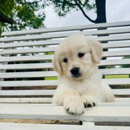 Pink - Light golden female Golden Retriever puppy in Harrisburg, North Carolina from Bunn Ranch Goldens & Bernese
