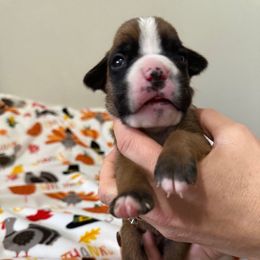 Tyra - Fawn female Boxer puppy in Jamesville, New York from Reynolds Homestead Boxers