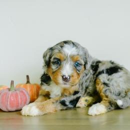Autumn - female Australian Mountain Doodle puppy in Spanish Fork, Utah from K Brand Doodles
