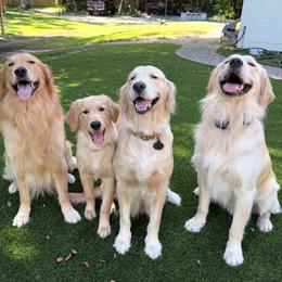 Golden Retriever puppies from Homeward Bound Goldens