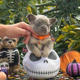 Dylan - Tricolors male French Bulldog puppy in Palm Coast, Florida from Calypso Island French Bulldogs