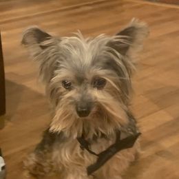 Bracky - Yorkshire Terrier