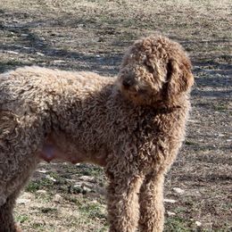 Elsa - Goldendoodle