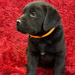 Male 2- Orange - Black - spot on chest - Black male Labrador Retriever puppy in Beaverdam, Virginia from Gold Heart Labradors