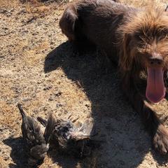 Pudelpointers from On a hunt kennels