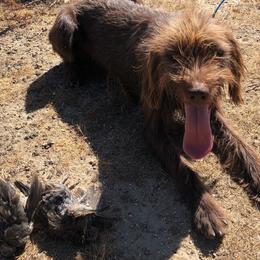 Pudelpointers from On a hunt kennels