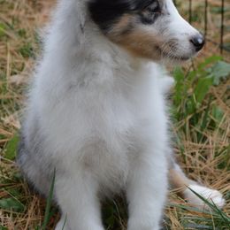 Shetland Sheepdog Puppies from Sunny Shelties