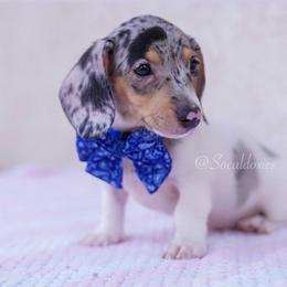 Philip - Black and tan male Dachshund puppy in Apple Valley, California from Socaldoxies