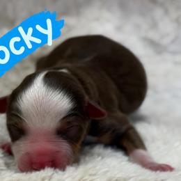 Rocky - Red tri male Miniature Australian Shepherd puppy in South Central, Pennsylvania from Windy Hills Mini Aussies & Doodles