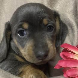 Dachshunds from Braden Puppies