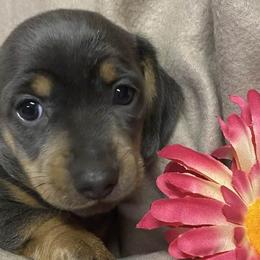 Dachshunds from Braden Puppies