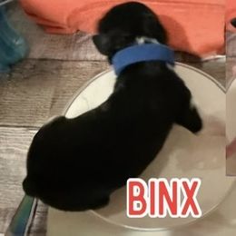 Binx - Parti male Poodle puppy in Iva, South Carolina from Canoe Creek Spoos