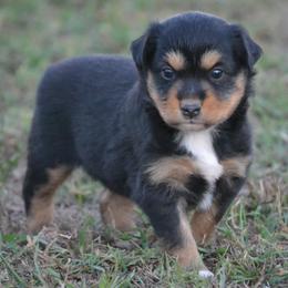 DiamondR Oak - Black Tri Male - Black tri male Miniature Australian Shepherd puppy in Gravette, Arkansas from DiamondR Mini Aussies @ DiamondR Farm & Kennel