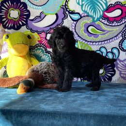 Girl 4 - Poodle puppy in Salisbury, North Carolina from Delovely Standard Poodle’s & Rottweiler’s