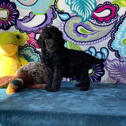 Girl 4 - Poodle puppy in Salisbury, North Carolina from Delovely Standard Poodle’s & Rottweiler’s