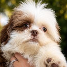 Archie - Brindle and white male Shih Tzu puppy in Chattanooga, Tennessee from Joy-Fur Puppies