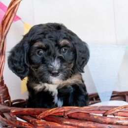 Lime Green   DAHLIA - Phantom Bernedoodle puppy in Dugway, Utah from Luv4Bernedoodles