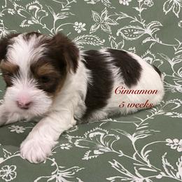 Cinnamon - Parti female Yorkshire Terrier puppy in Forest, Virginia from Majestic Touch Kennels and Pet Services