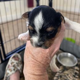 Biewer Terrier and Lhasa Apso Puppies from Biewer Terriors and Lhasa Apos of Northern California