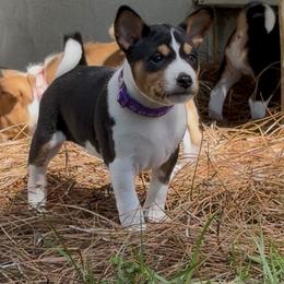 Basenji Puppies from Blue Diamond Basenjis