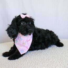 Rhea - Black and white female Cavapoo puppy in Apopka, Florida from Rae Precious Puppies