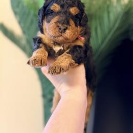 Ice Cream - Pink - Merle female Bernedoodle puppy in Charleston, South Carolina from Palm Belle Doodles