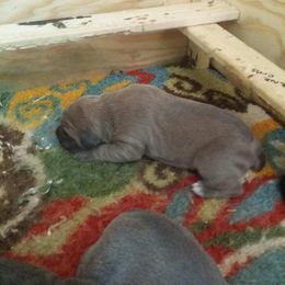 Cane Corso Puppies from Forza Cane Corso