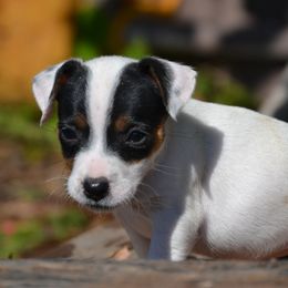 Jack Russell Terrier Puppies from Smokin Pistol Jack Russell Terriers