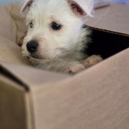 Samantha - White female West Highland White Terrier puppy in Gastonia, North Carolina from Queen City Terriers