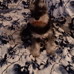 Miniature Schnauzer Puppies from Mystique Miniature Schnauzers