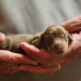 Mabel chocolate female - Chocolate female Dachshund puppy in Trade, Tennessee from TN Miniature Dachshunds & Basset Hounds