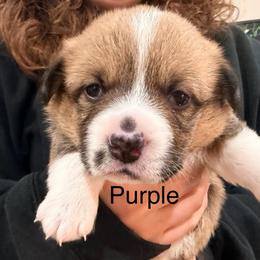 Lola - Purple girl - Red female Pembroke Welsh Corgi puppy in Woodinville, Washington from Heatherland Corgis