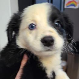 GIRL 3 - Black Tri - Australian Shepherd puppy in South Hill, Virginia from Silverside Aussies LLC