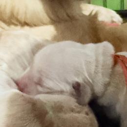 Bella Caramella - Light golden female Golden Retriever puppy in Gainesville, Florida from Heart and Soul Dog Breeding, Inc.