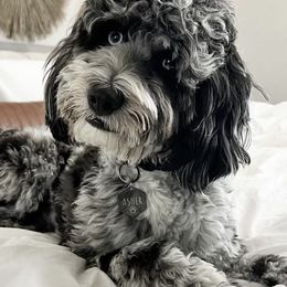 Bernedoodles and Goldendoodles from ATX Delightful Doodles