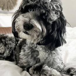 Bernedoodles and Goldendoodles from ATX Delightful Doodles