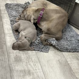 Vizsla and Weimaraner Puppies from Midwest Dream