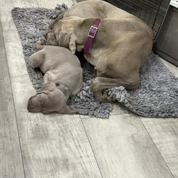 Vizsla and Weimaraner Puppies from Midwest Dream