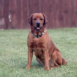 Eleanor Mae - Labrador Retriever