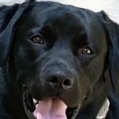 Tucker - Labrador Retriever