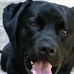 Tucker - Labrador Retriever