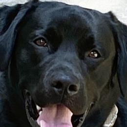 Tucker - Labrador Retriever