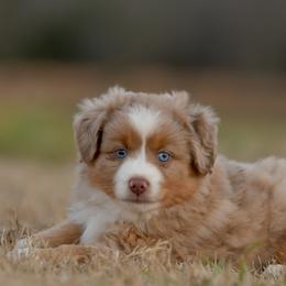 Grove - Red merle male Miniature Australian Shepherd puppy in Hartman, Arkansas from Southern Edition Aussies
