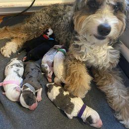 Bernedoodle puppies from Daisy’s Doodles