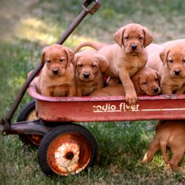 Labrador Retrievers from Southwind Labradors