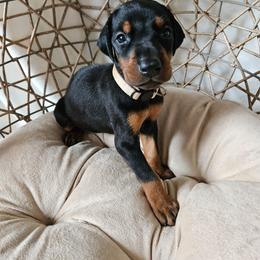 Stella (white) - Black and rust female Doberman Pinscher puppy in Hamilton, Ohio from Little Dragon Dobermans