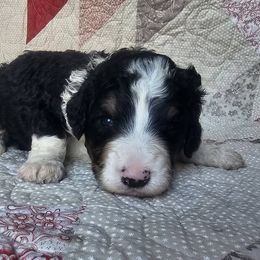 Bernedoodle Puppies from Joyful Pastures Homestead