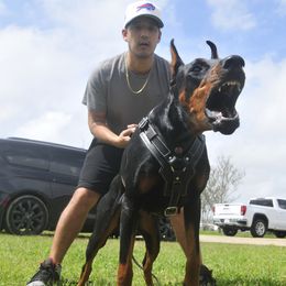 Rosa - Doberman Pinscher
