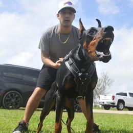 Rosa - Doberman Pinscher