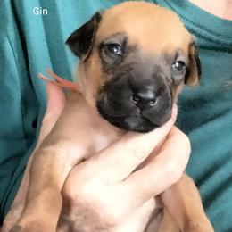 Boy 4 - male Rhodesian Ridgeback puppy in Alabama from Celtic Lore Ridgebacks
